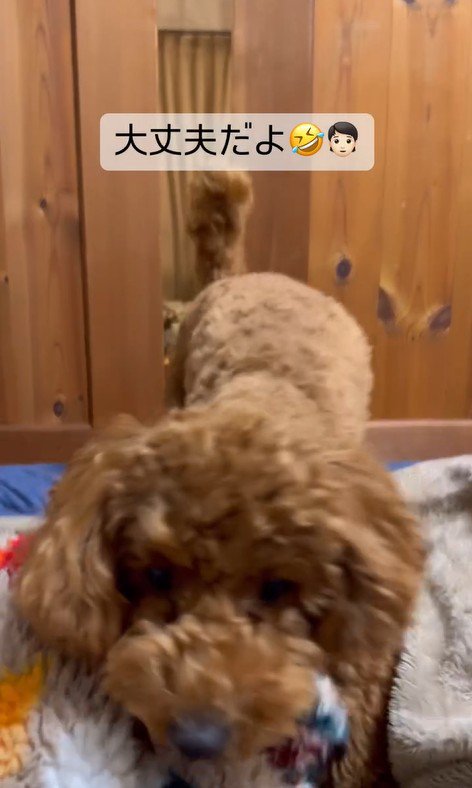 パパさんを心配するポポくん7