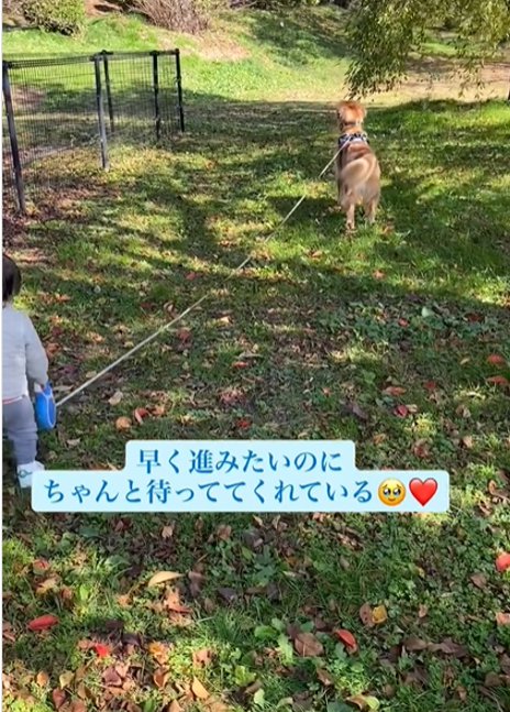 犬と男の子の後ろ姿1
