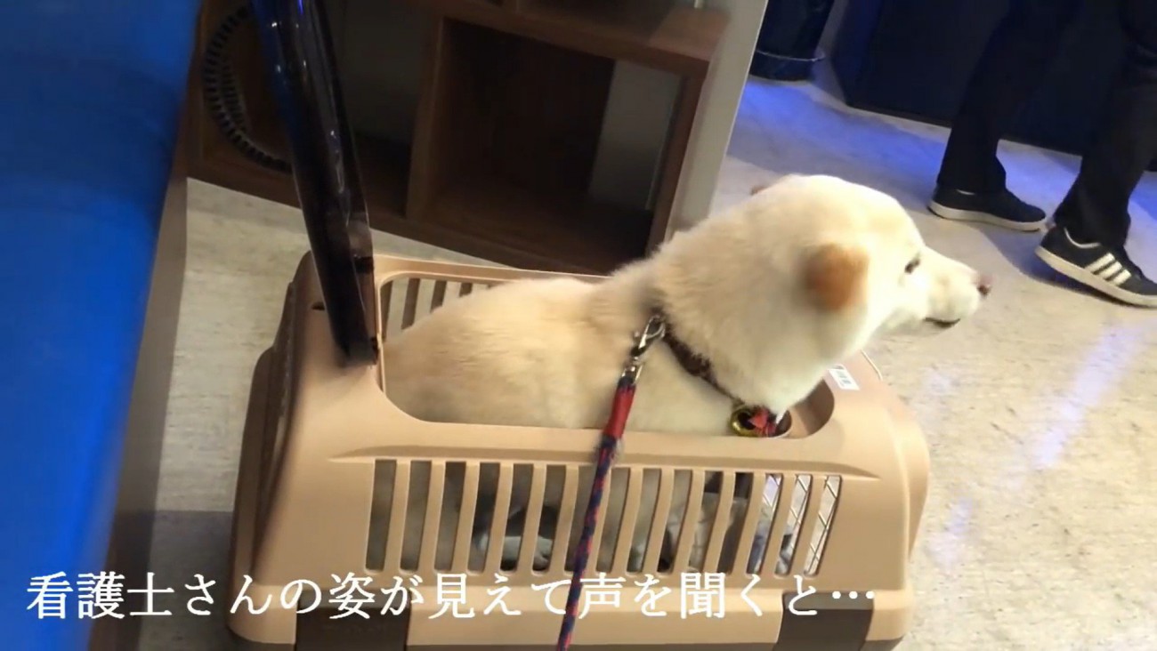 看護師さんが現れたら…