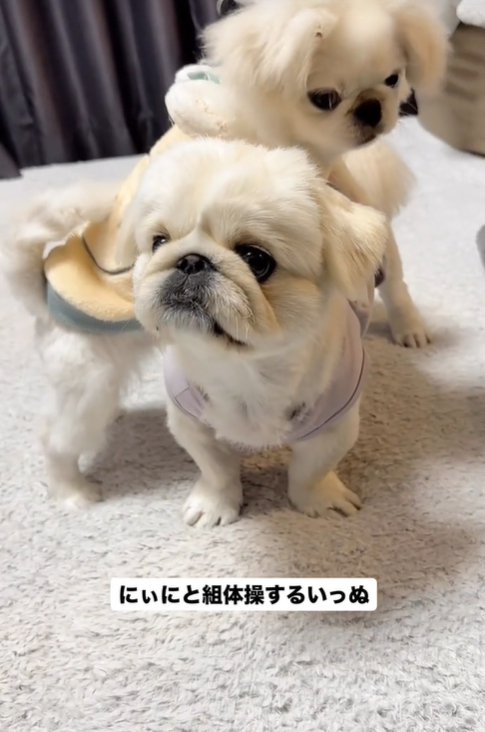 上に乗る犬3