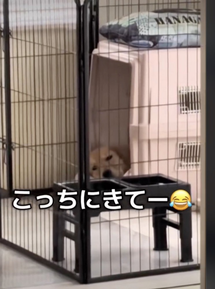 とことん塩対応