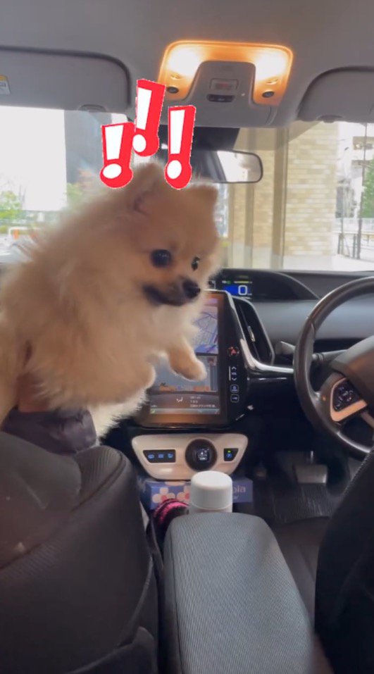 後部座席を見る犬