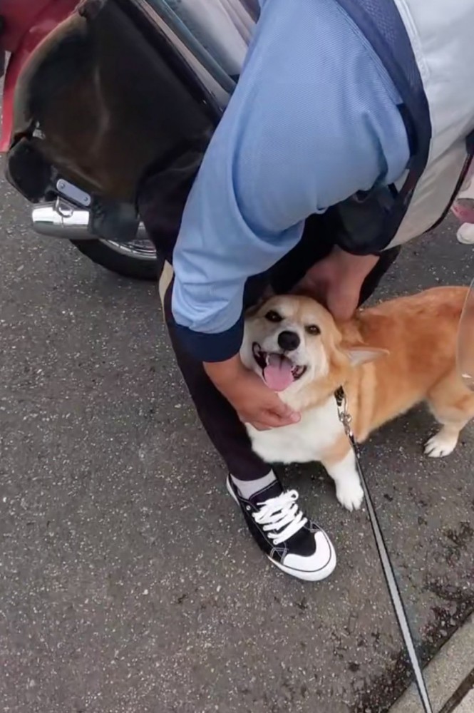 撫でてもらう犬