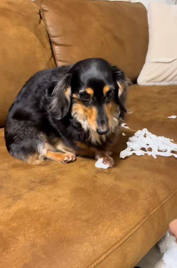 イタズラをしたまるちゃん