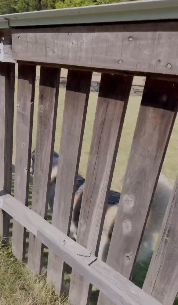 フェンス沿いに歩いている犬