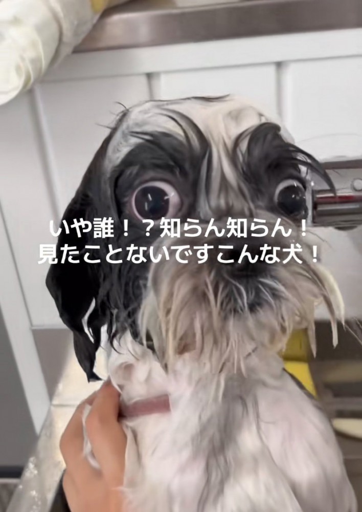 シャンプー後の犬2