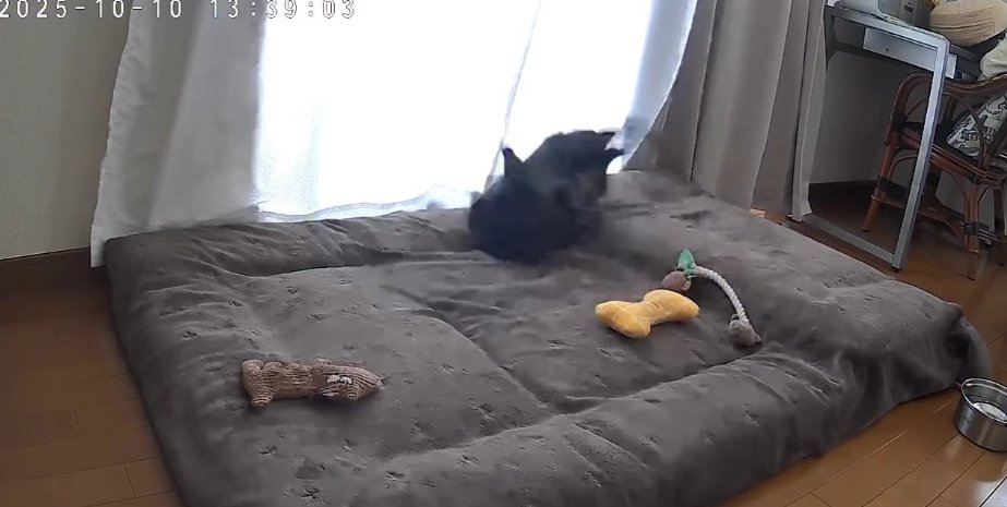 マットレスの上で跳ねるフレンチブルドッグ