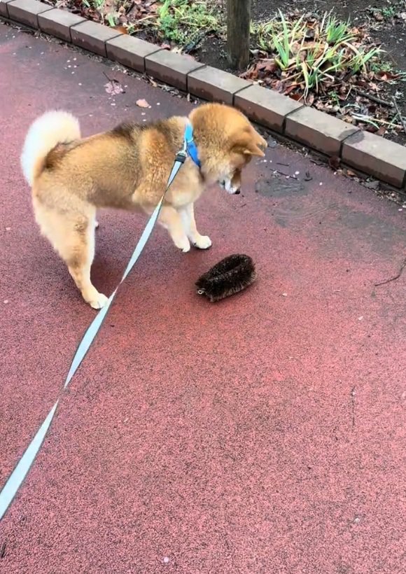 タワシを見つけたりんちゃん