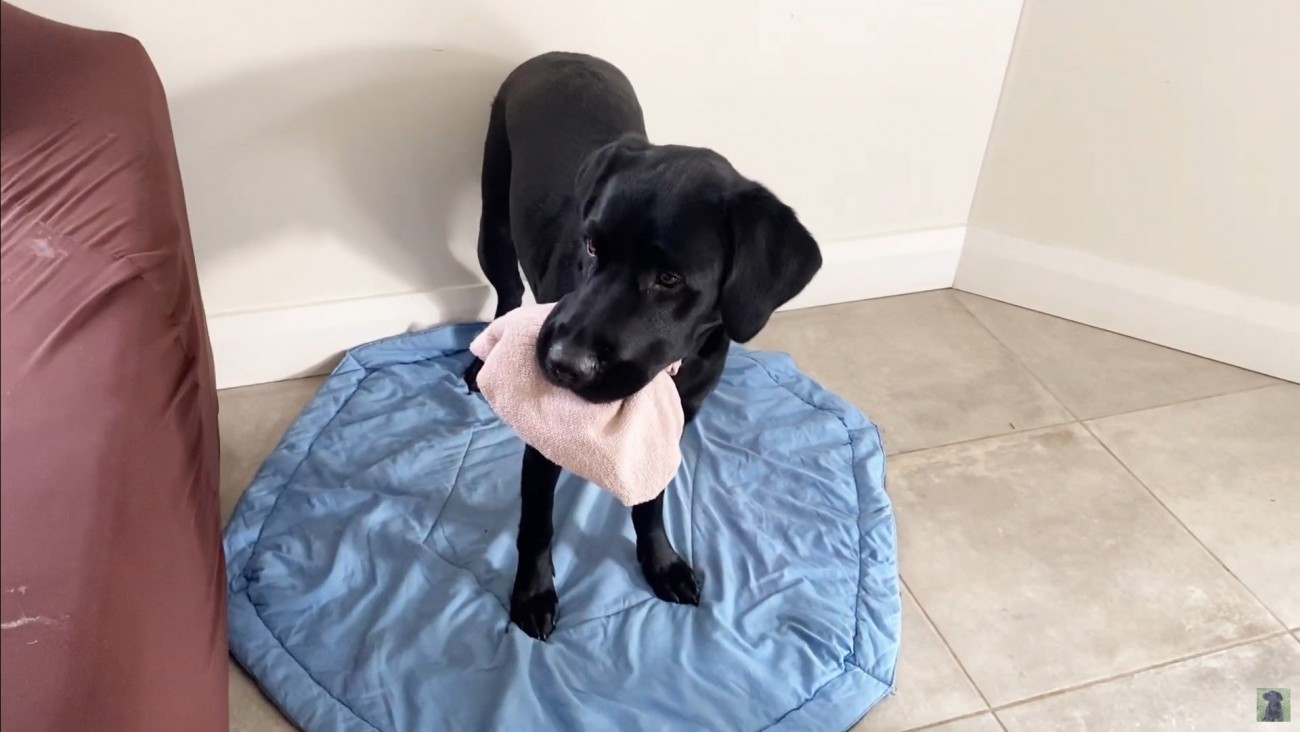 怒られる人形を見たえんぞう君の反応