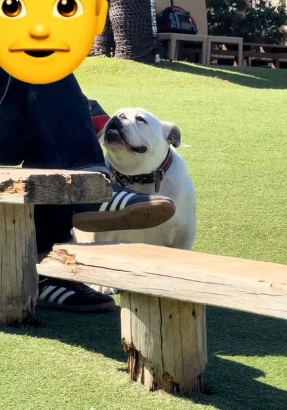 知らない人と見つめ合うぱせり君