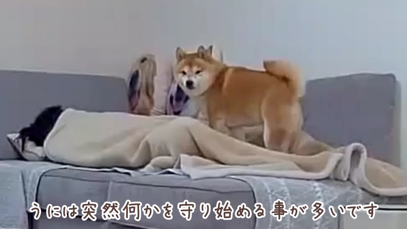 パパに添い寝したいうにくん