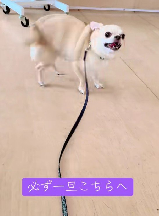 「お姉さんくる！？」