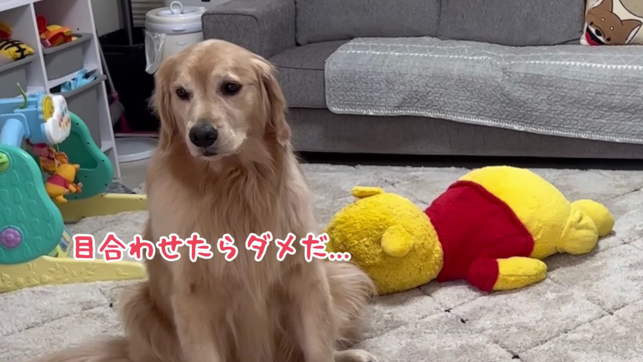 おからちゃんは目をそらす