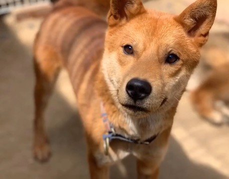 穏やかな顔でカメラを見つめる茶色い犬