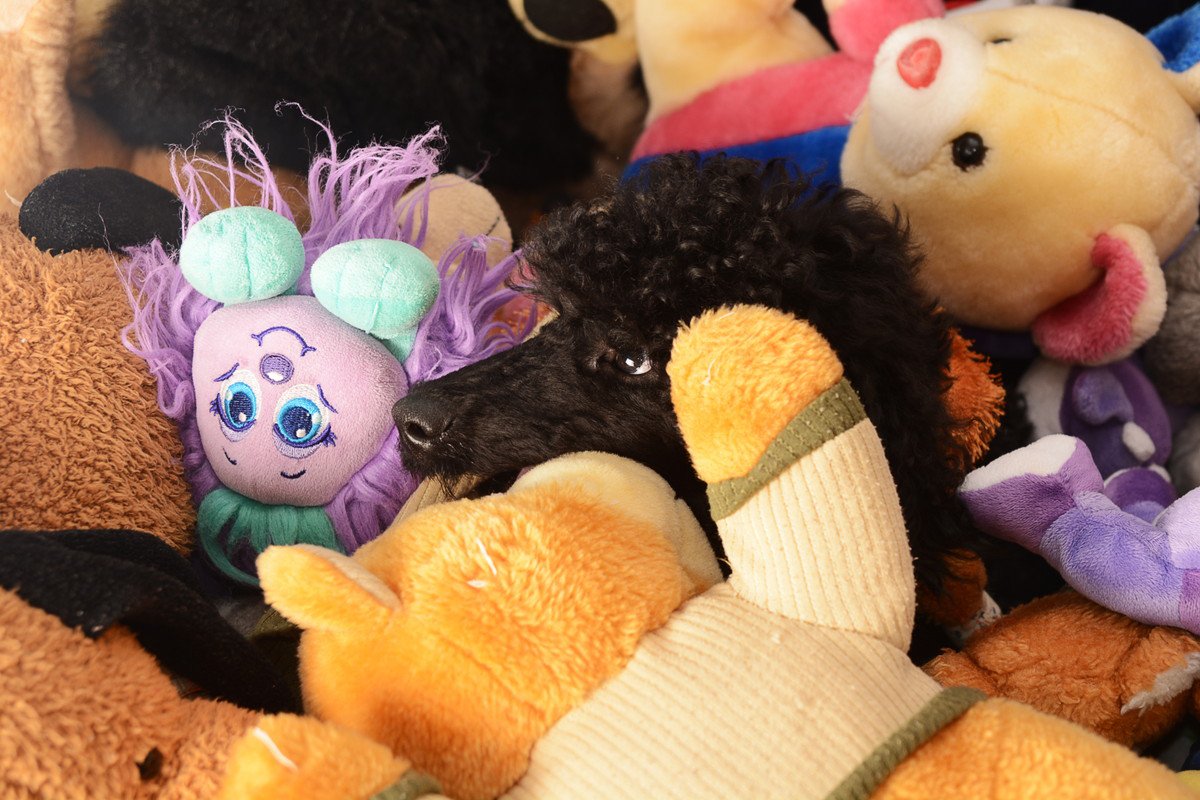 おもちゃに囲まれる犬