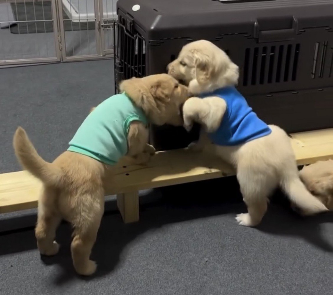 じゃれ合う子犬たち