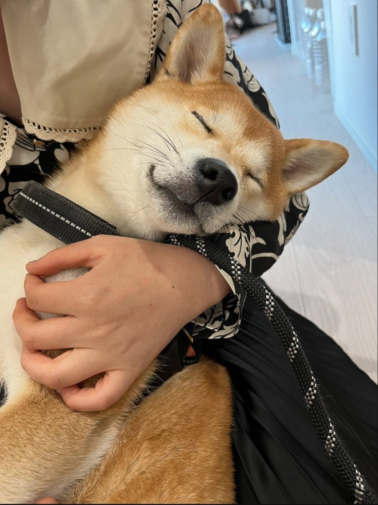 人間の赤ちゃんのように抱っこされている柴犬