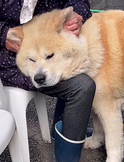 秋田犬『まる』ちゃん