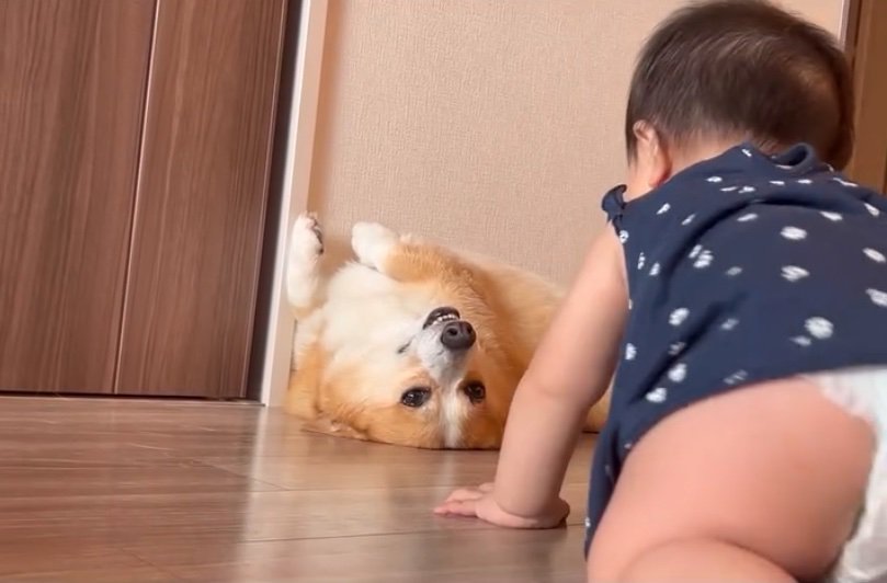 ハイハイを見守る犬