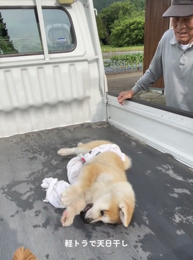 前足を伸ばして転がる犬