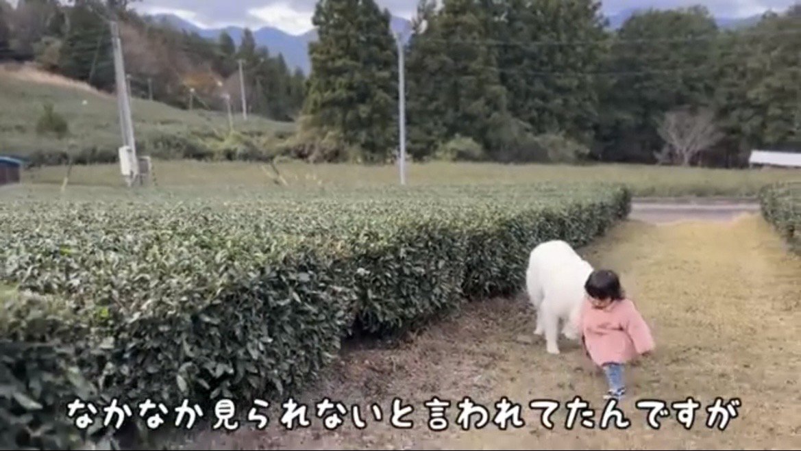 のどかな道を進む犬と子ども