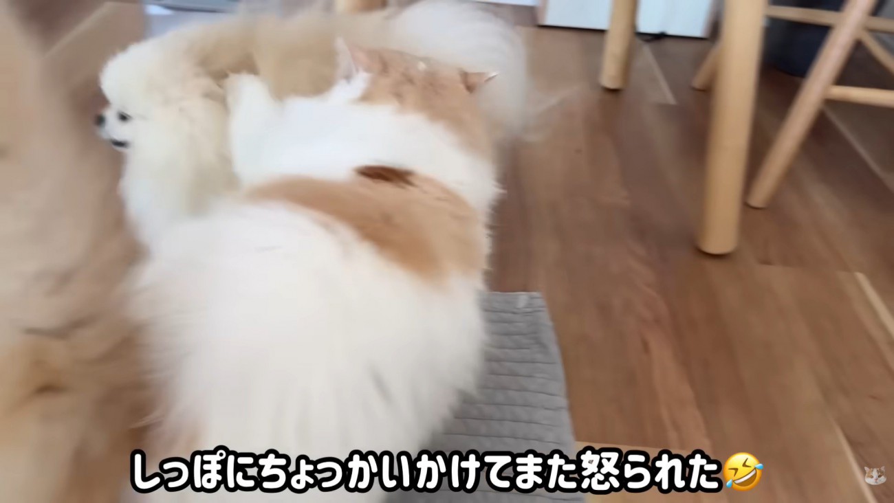 怒られたポテチくん4