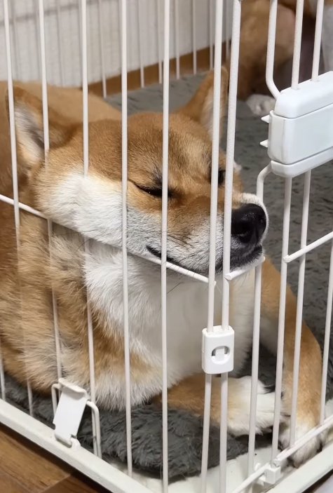 柵にもたれてウトウトする柴犬