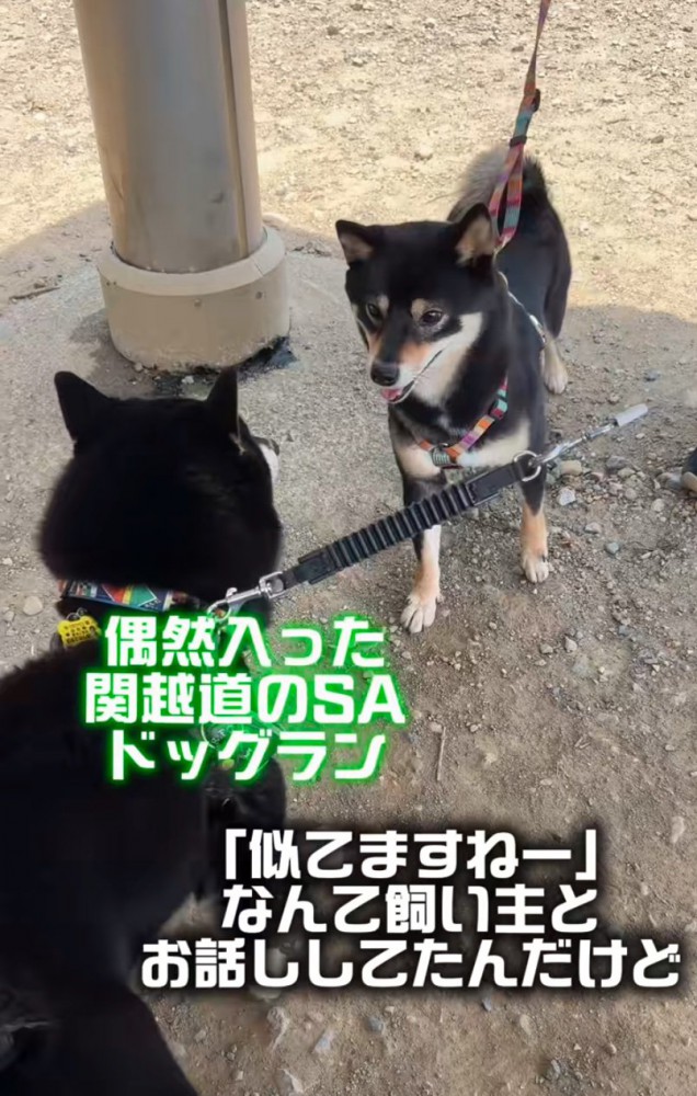 そっくりな豆柴