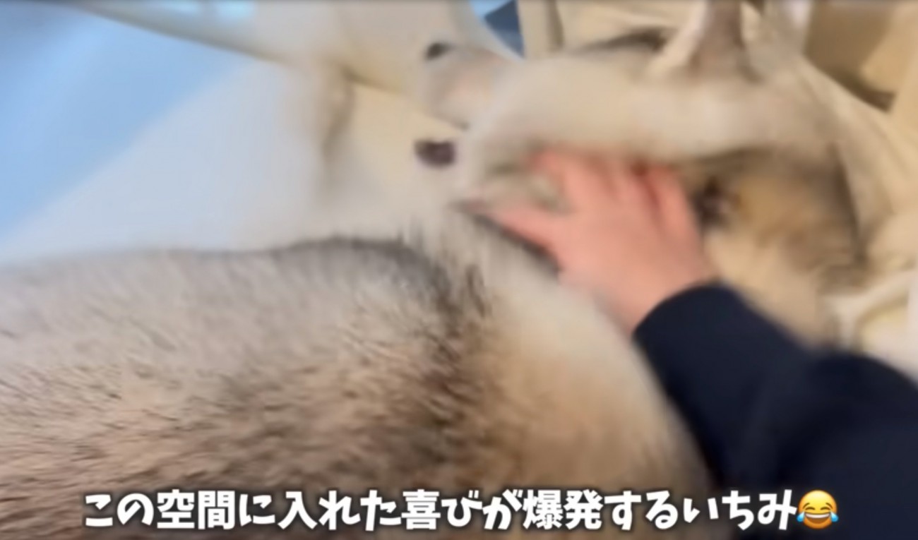 喜ぶ犬