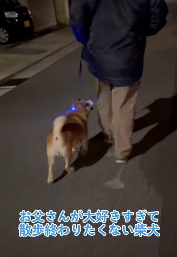 お父さんと散歩するロンくん