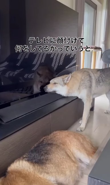 テレビの液晶に頬をくっつけているチェコスロバキアンウルフドッグ