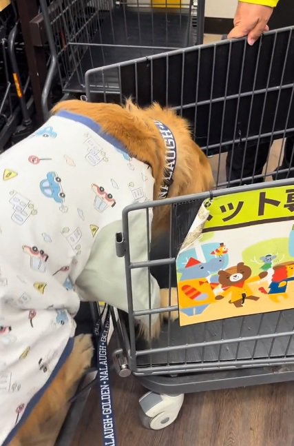 カートに乗り込むならちゃん