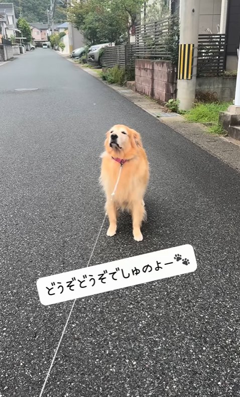置いて行かれても平気な大型犬