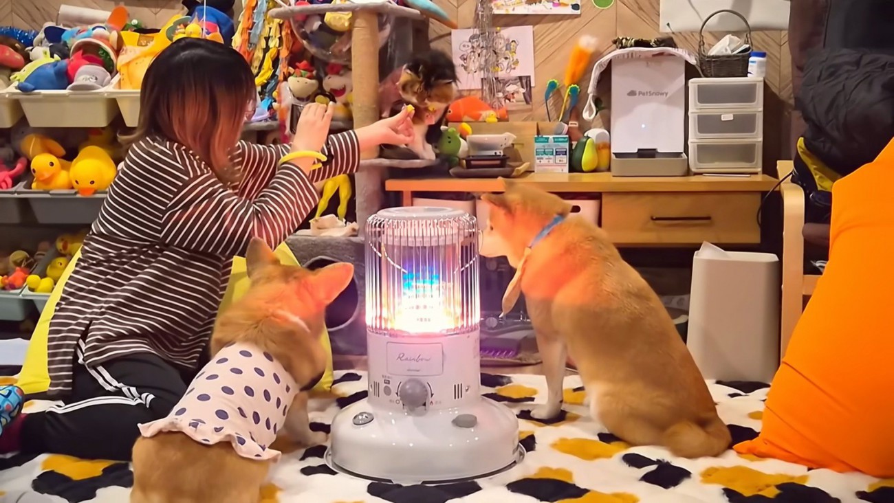 ディス子さんはいらないようです