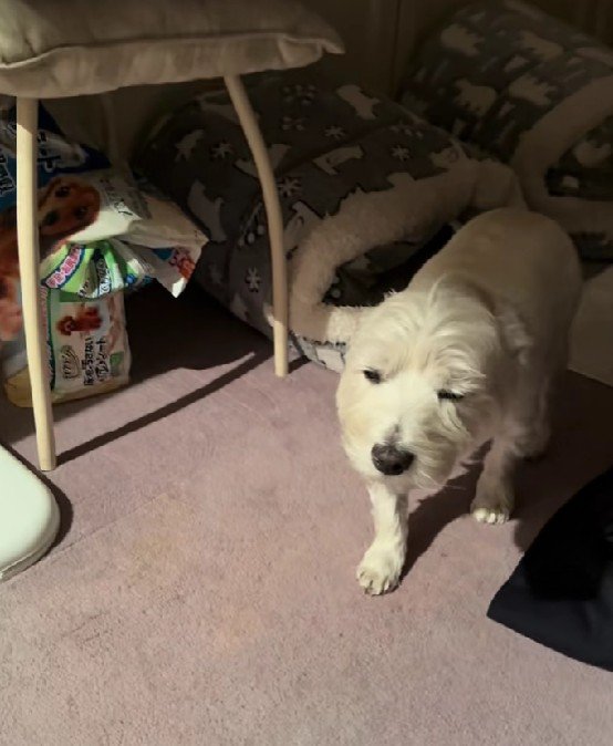 スローすぎる動きに爆笑♪