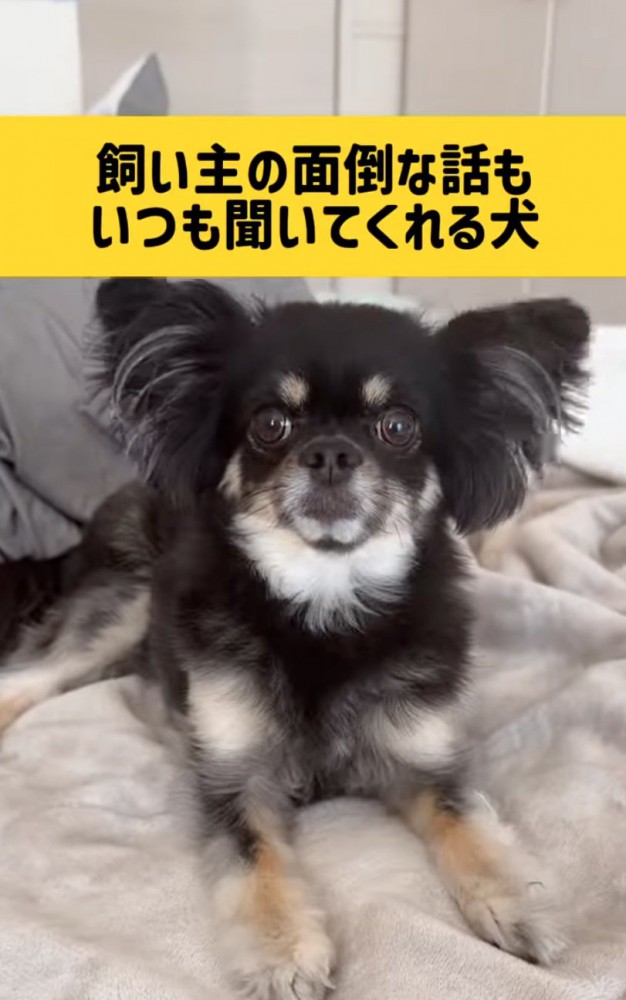 話を聞く犬