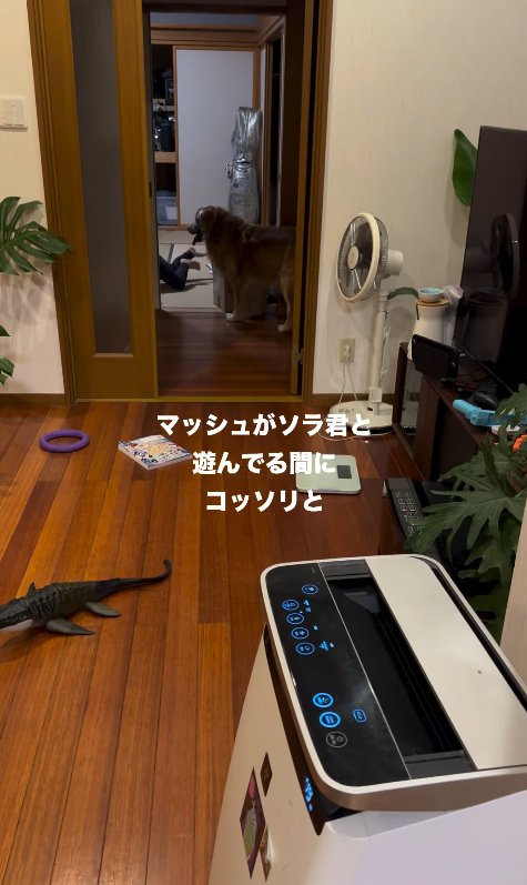 遊んでいる投稿主の息子と大型犬