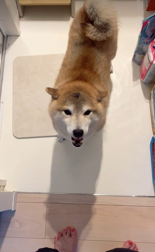 「僕にもドライヤーの風当てて～！」