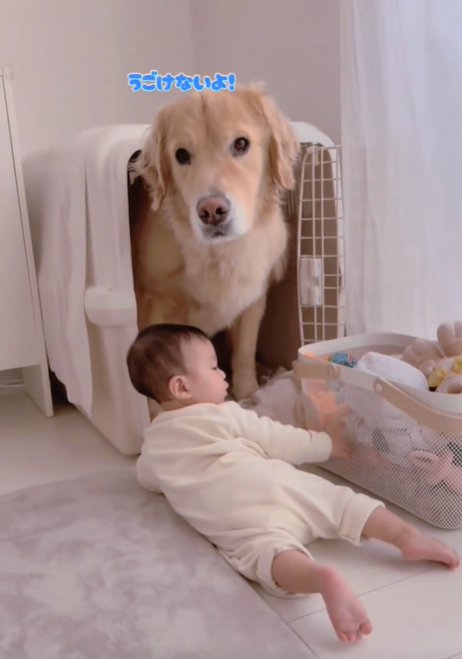 困ったような顔の犬2