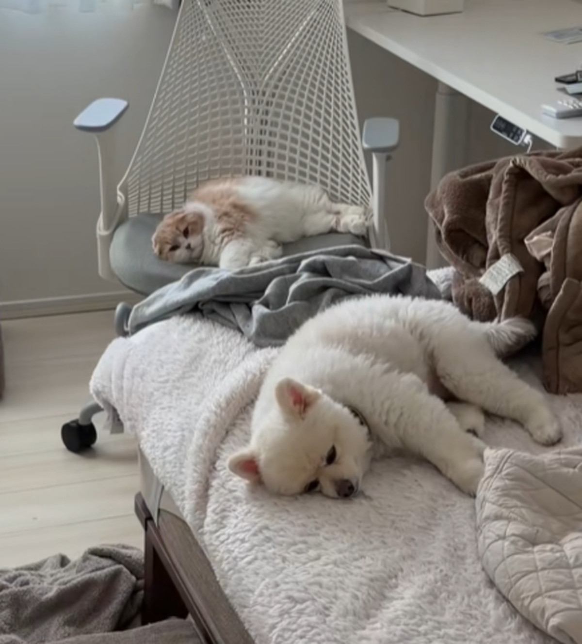 2匹とも眠そう