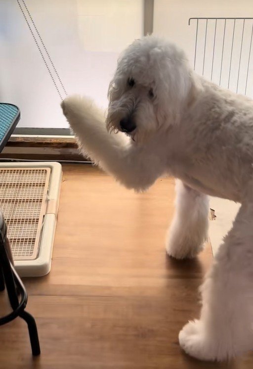 「引っかかっちゃった…助けて～」