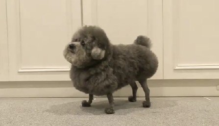 アニメ犬みたいな姿に！？