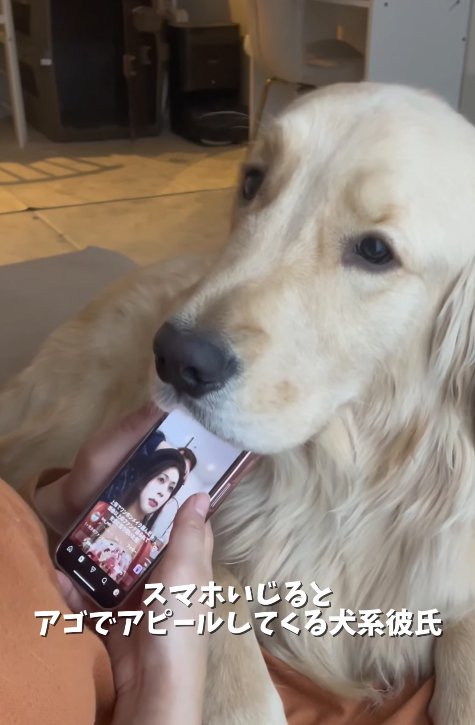 スマホにアゴを乗せる大型犬