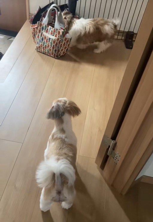 「怖いから隠れておこう…」