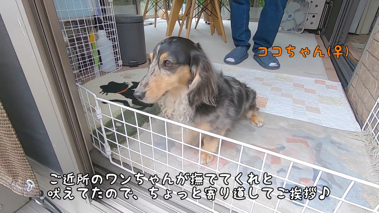 ご近所のココちゃん