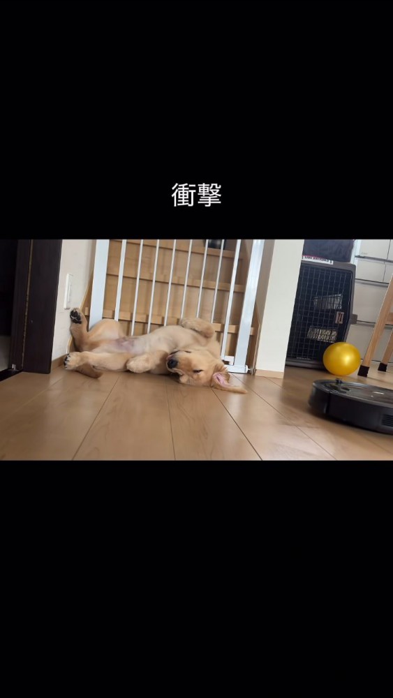 仰向けで熟睡中の犬
