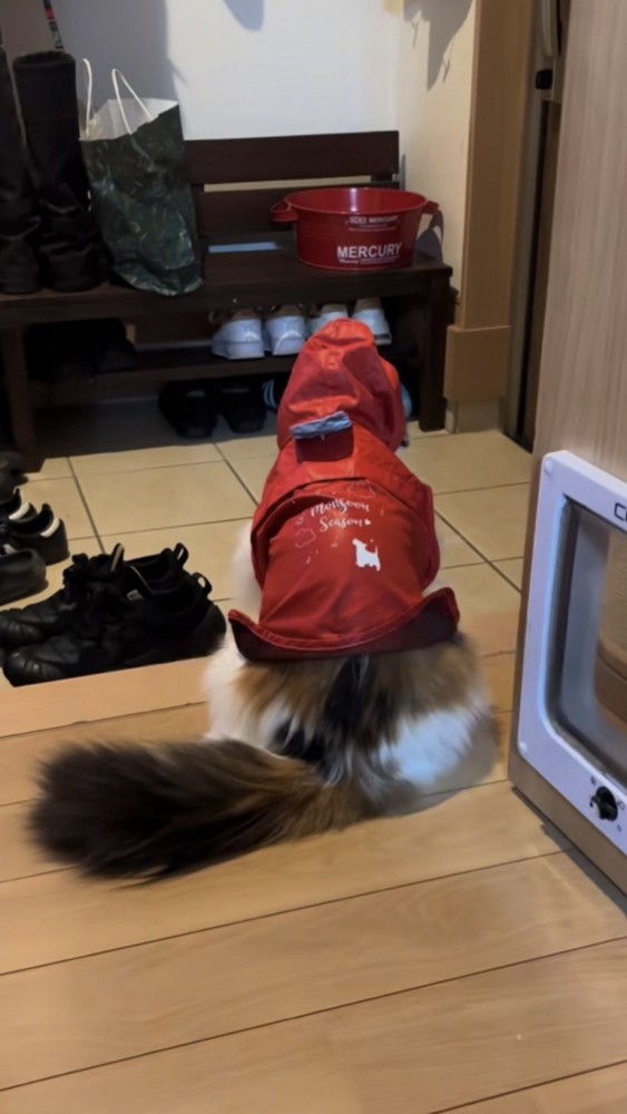 カッパを着て玄関で待つ猫の後ろ姿