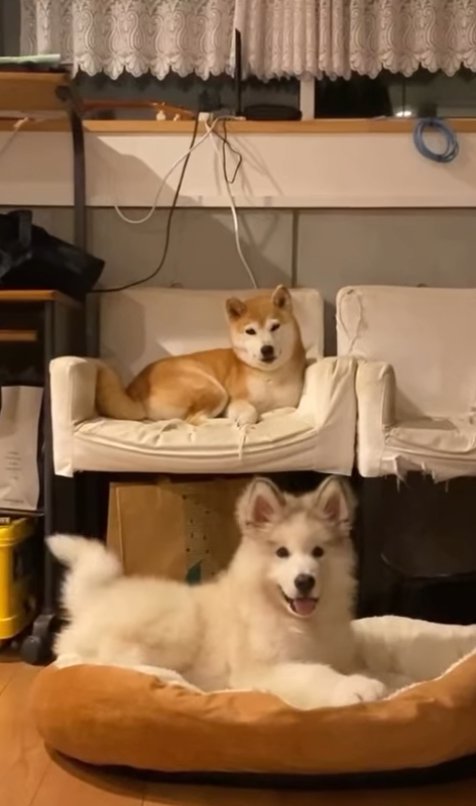 飼い主を見つめる犬たち