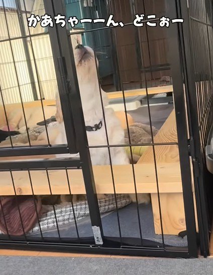 「ママ、どこ～！！」