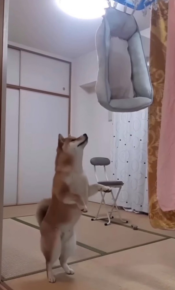 立って文句を言う柴犬